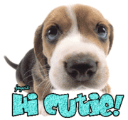 Hi Cutie! Beagle